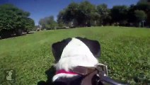 GoPro Hero 4 Black: Slow Motion Dogs Running at the Dog Park