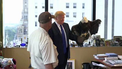 Raw Video: Donald Trump Attacked By Bald Eagle