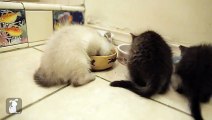 80 Seconds of Cute Siamese Kittens - Kitten Love