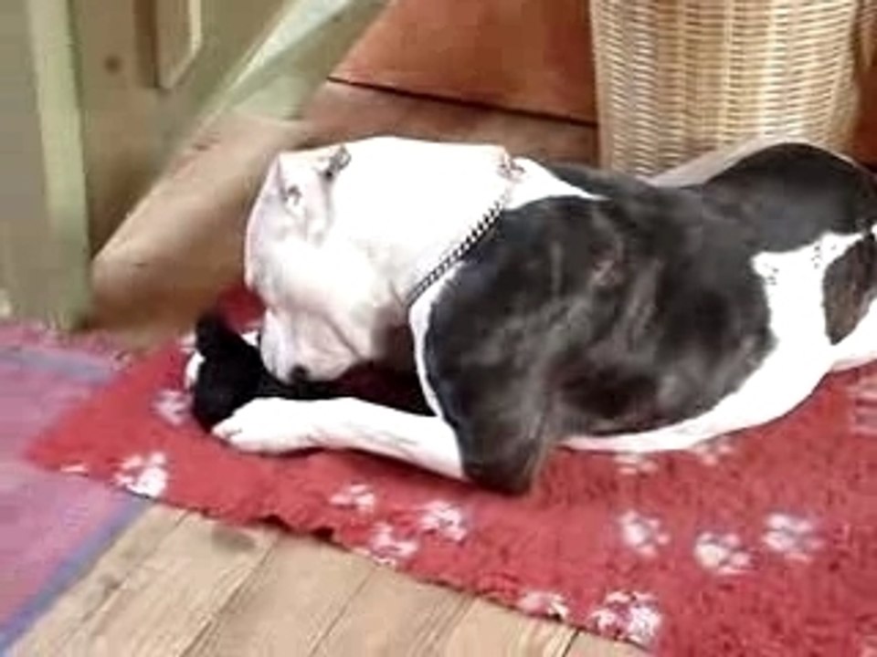 American Beauty et son nounours (23 mois)