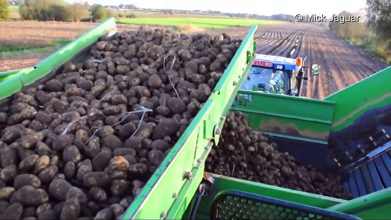 New Holland T7050 & AVR accent aardappelen rooien