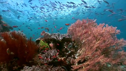 Discover RAJA AMPAT / Four Kings (Papua), One of Best Travel Destination in 2016. Wonderful Indonesia