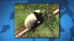 Hungry Beast - Fu#k Pandas Chris vs Nick