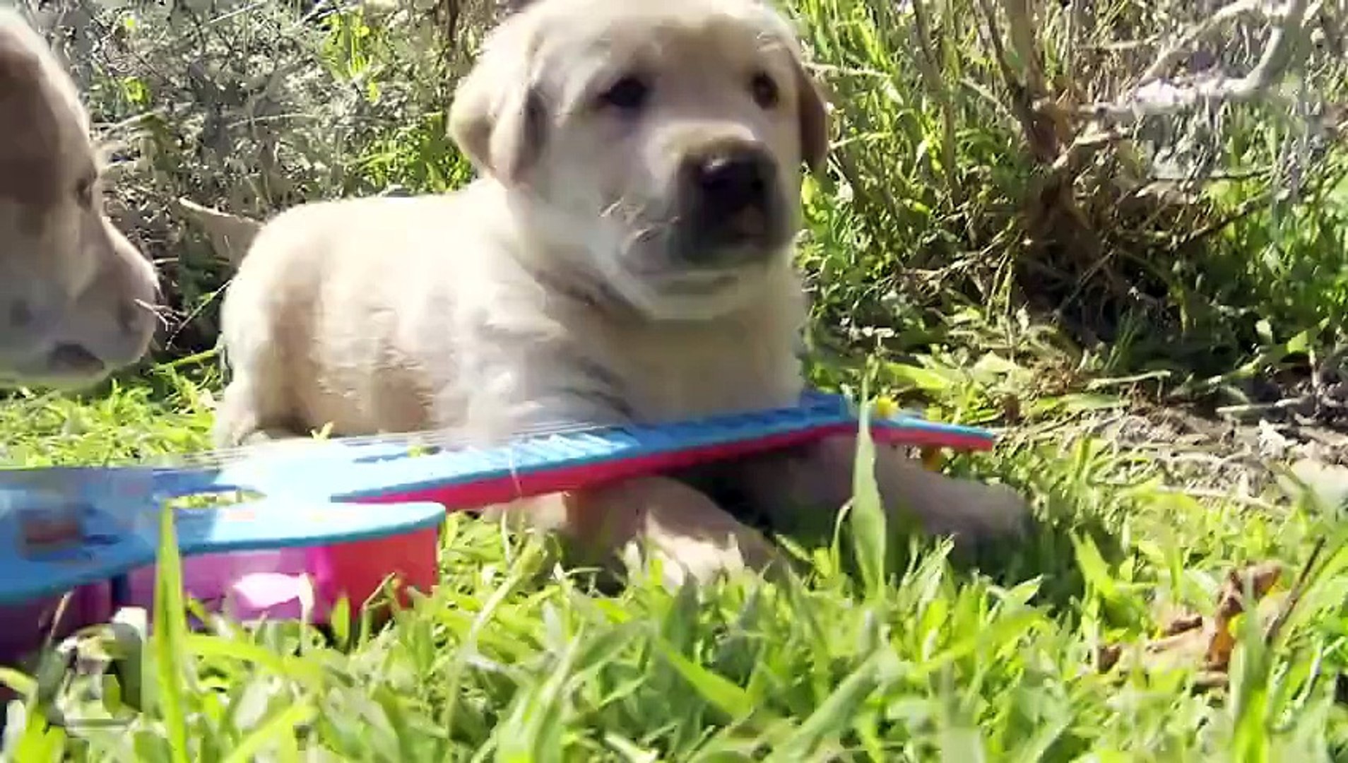 Labrador Retrievers