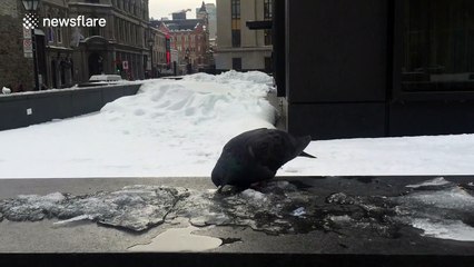 One-legged pigeon drinking melting ice in Canada