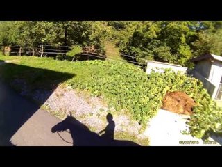 Caballos funny video Horses funny video