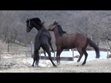 funny animal Horses Mating | funny horse