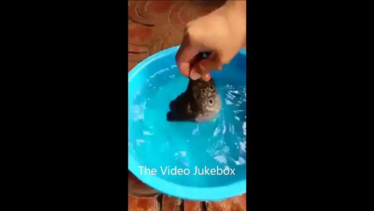 Puffer Fish Turned into a Baloon to Escape from predators