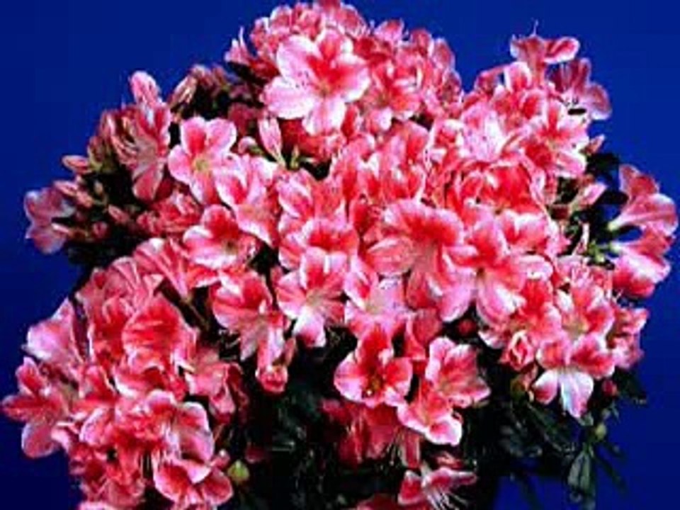 کھوار گلوکار شمس اکبرو ای نوغ باشونو