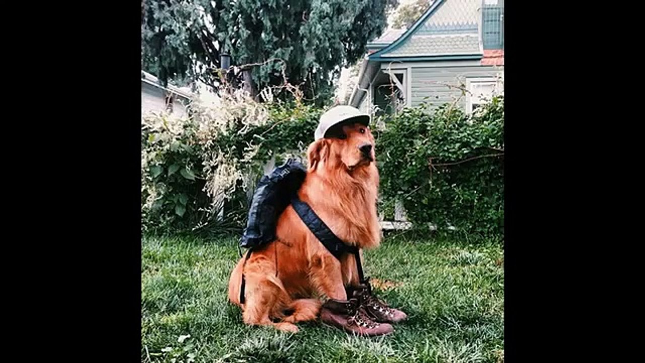 Porta il suo cane in giro per il mondo...ecco la sua reazione