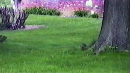 Un écureuil marche sur les pattes avant... Dingue