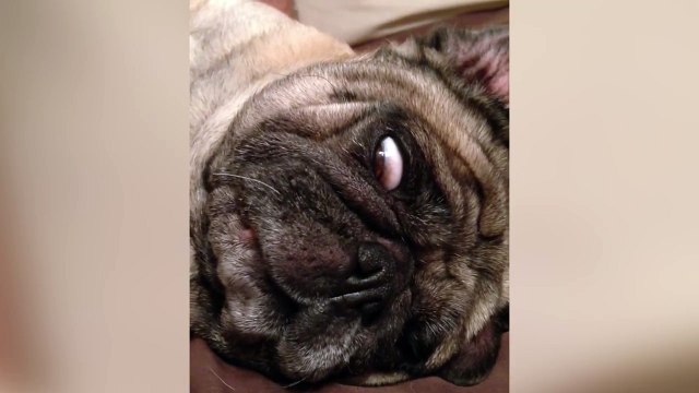 Impossible de réveiller ce chien flemmard...