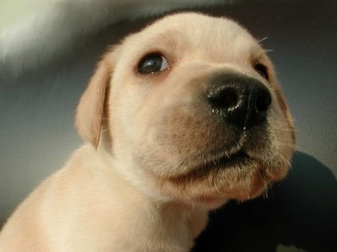 Собака-мама учит своего щенка ходить по лестнице