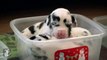 Tiny Great Dane Puppies Jingle Your Bells - Puppy Love