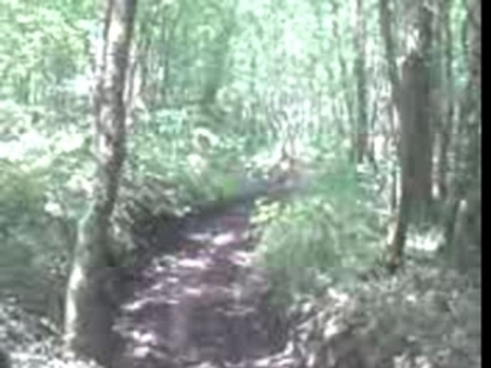 MOV00005