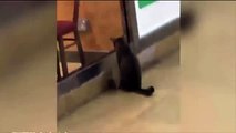قط وفأر يخططان لسرقة مطعم