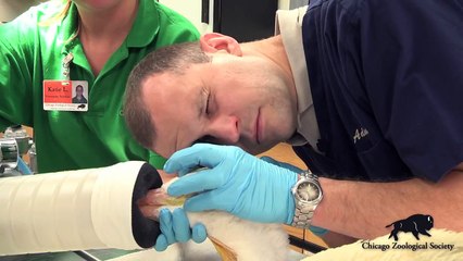 Dr. Mike's Video Blog  White Pelican