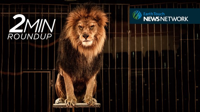 Warsaw bans circus animals, selfie-snapping monkeys & behold the Titanosaur!