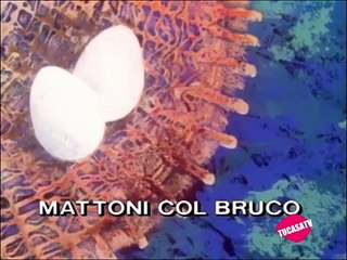 Calimero & Priscila 1x08 La oruga constructora  [REMASTERIZADO]