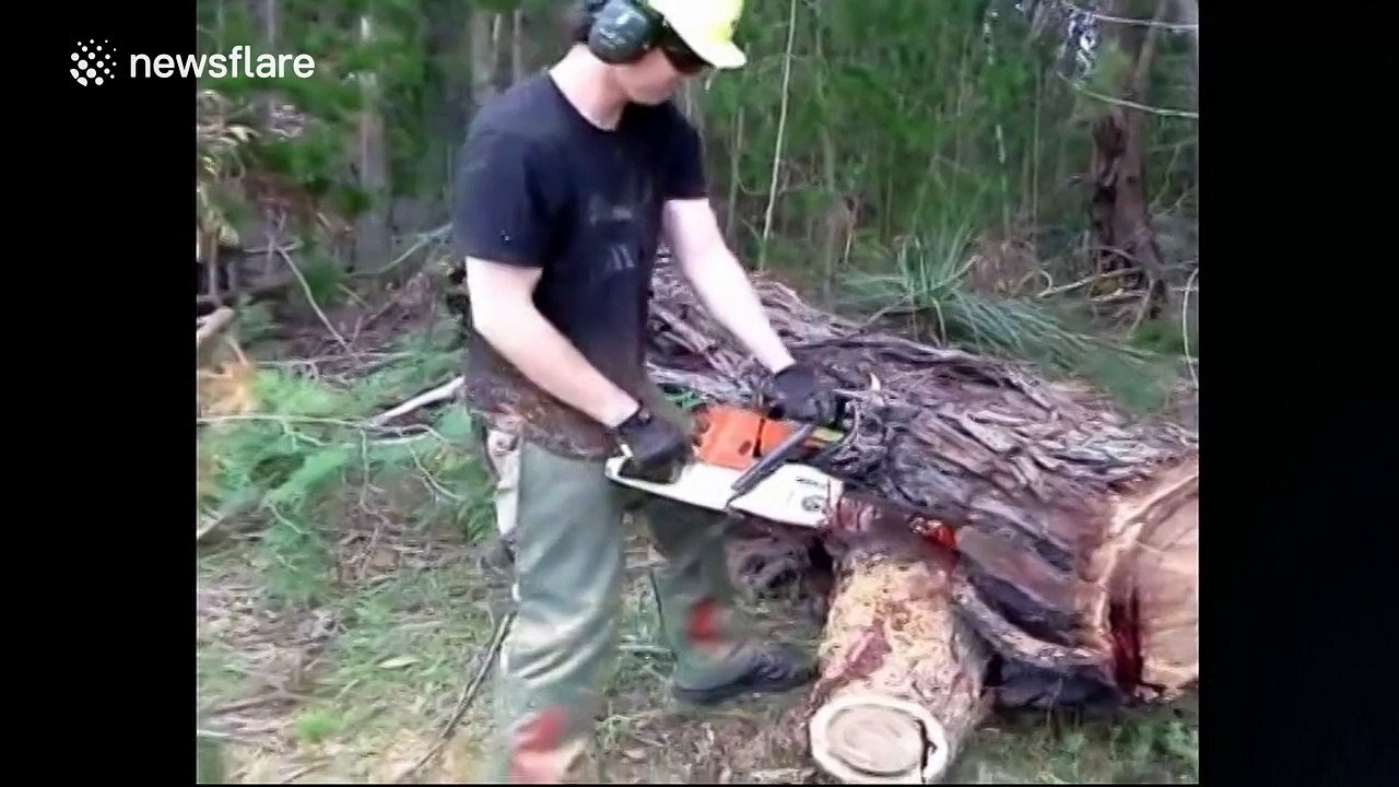 The tree that bleeds when you cut it