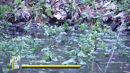 Les temps forts de Public Sénat (22/01/2016)
