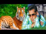 Salman Khan Roars With The Tigers Of Sunderban | Latest Bollywood News