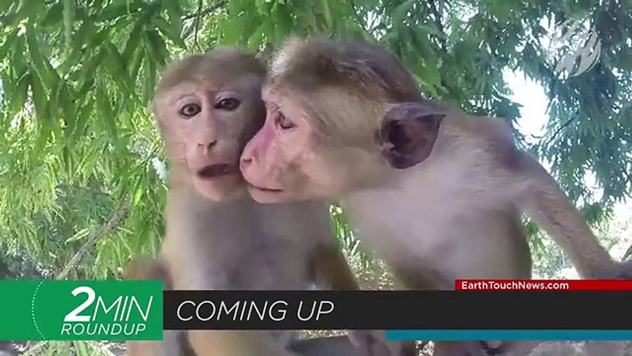 Warsaw bans circus animals, selfie-snapping monkeys & behold the Titanosaur! (720p Full HD)