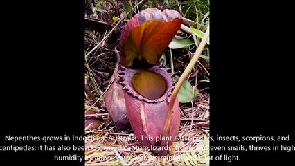 10 Bizarre And Truly Scary Plants You Never Knew Existed