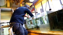 Réintroduction des espèces en aquarium pour la saison 2016 à Nausicaa à Boulogne-sur-Mer