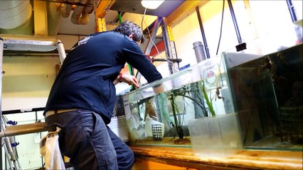 Réintroduction des espèces en aquarium pour la saison 2016 à Nausicaa à Boulogne-sur-Mer