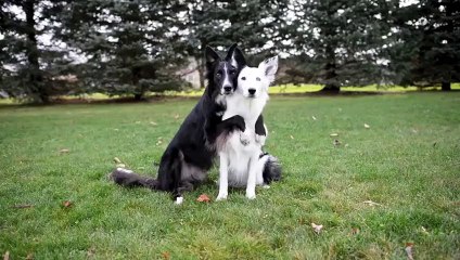 Ce que fait le chien noir quand elle décide de les photographier est hallucinant