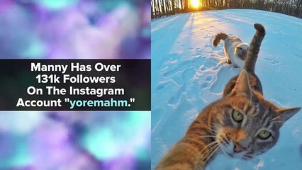 American cat's Selfie goes Viral
