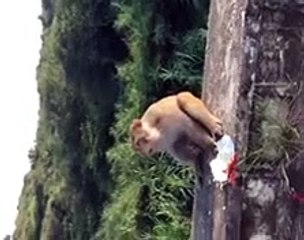 man jumps in without water pool