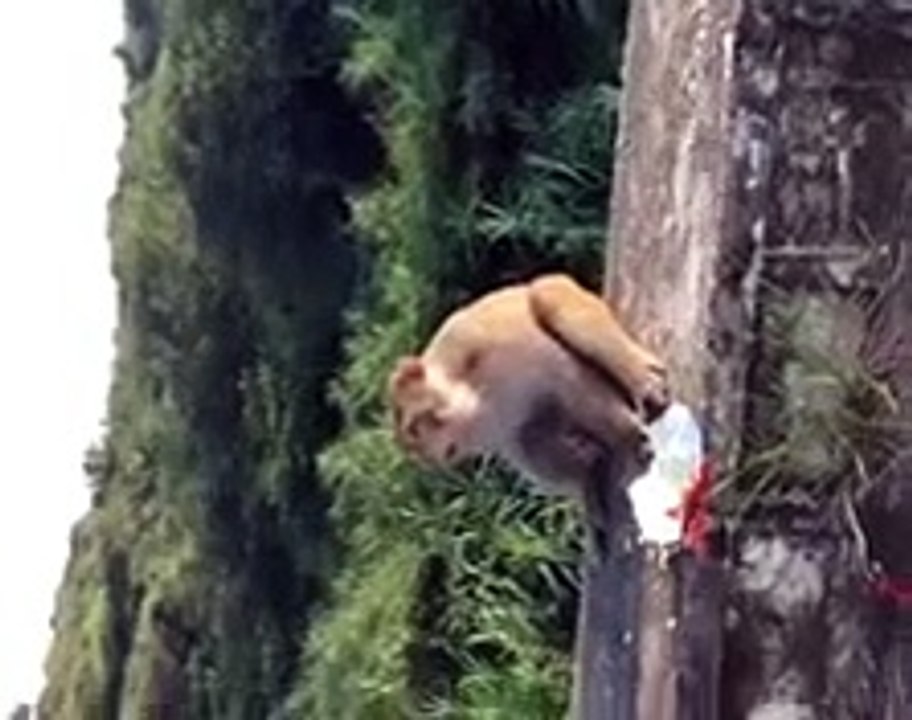 man jumps in without water pool