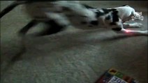 Baby and Dog Go Bonkers Chasing Laser Light