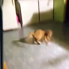 best break dance cat vine videos, Funny Pranks and Funny Cats Videos New Funny Video