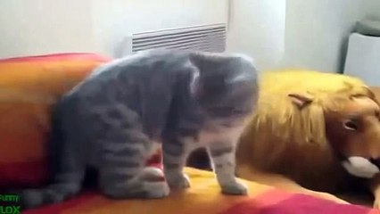 Best Cat Vines, Crazy cats, Funny cats, Funny animal videos, best animal vines