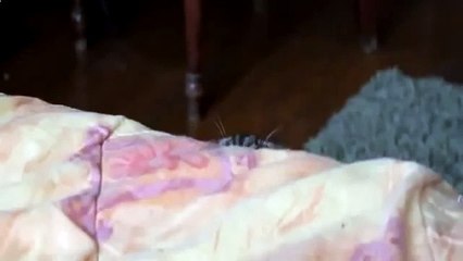 Cat - Spy! Best Funny cats videos!