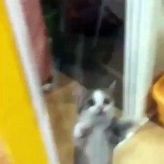 Funny Cats Compilation [Most See] Funny Cat Videos Ever Part 1 cat 2016 cat funy amazing cat