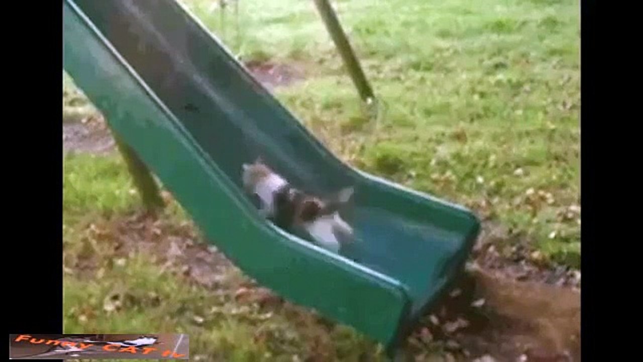 Epic Funny Cats Fail 2015 compilation