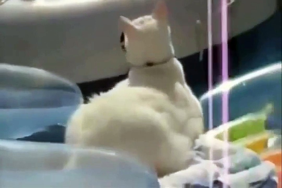 funny cats compilation