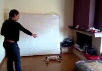 Smart Jack Russell Can Perform Loads of Tricks