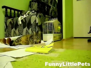 Funny Animal Video Funny Cat playing catch game