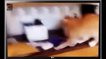 funny cats getting scared and jumping crazy video 2015 HD