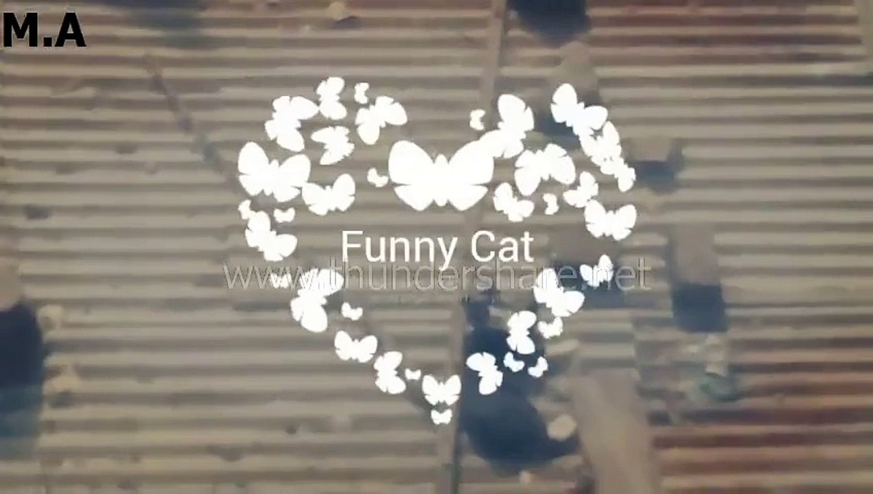 Funny Cat At Kathmandu,Nepal