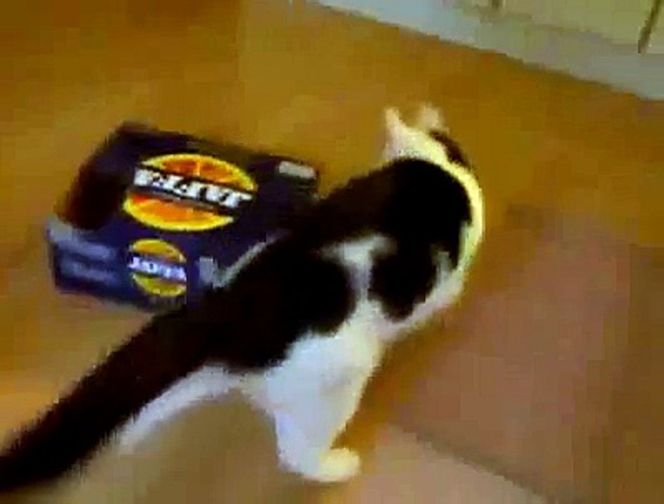 Funny Cat Climbing Into Box