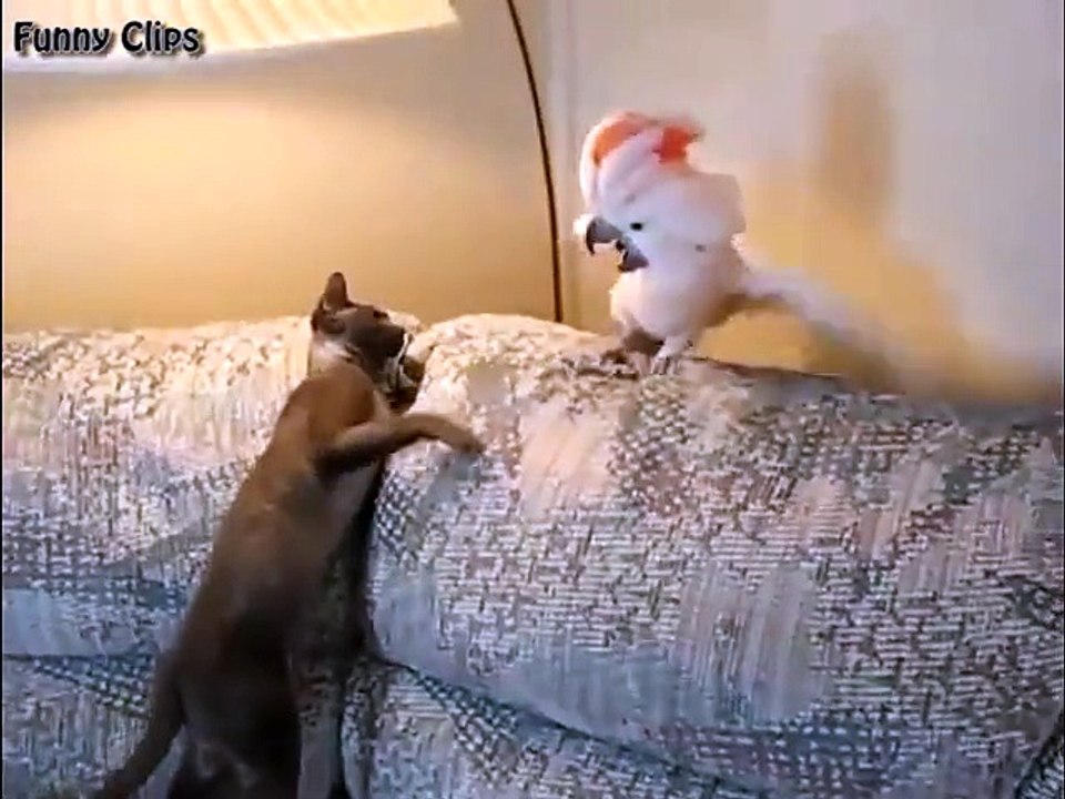 Funny video Funny Animal Funny Cat and Parrot