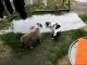 funny videos cats‬ - very dangerous fighting-