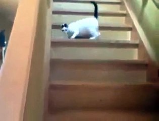 Funny Videos Clips I Funny Cat Videos I Funny Pranks For kids