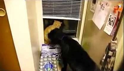 Funny cat fighting a dog lol!! hhhhhh